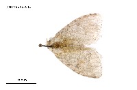 藏品(扇毒蛾)的圖片